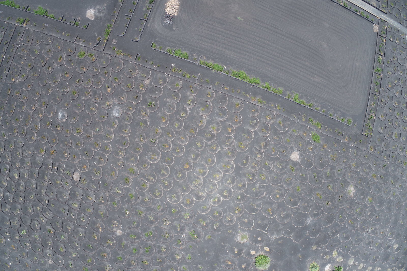 DCIMSURVEY100_0005100_0